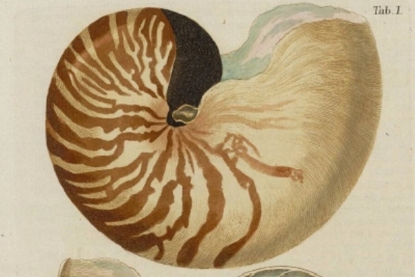 Illustration botanique d'un nautile en coupe